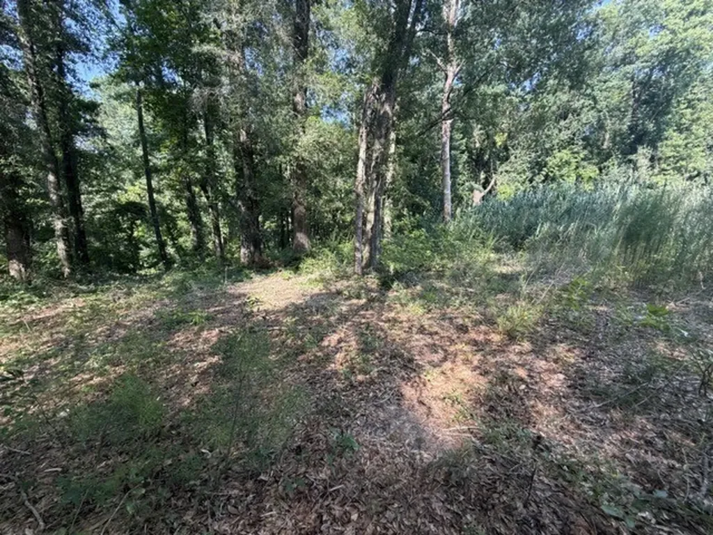 Spring Street Newton AL 36352