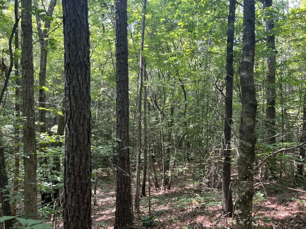 0 Mount Willing Road Guin AL 35563