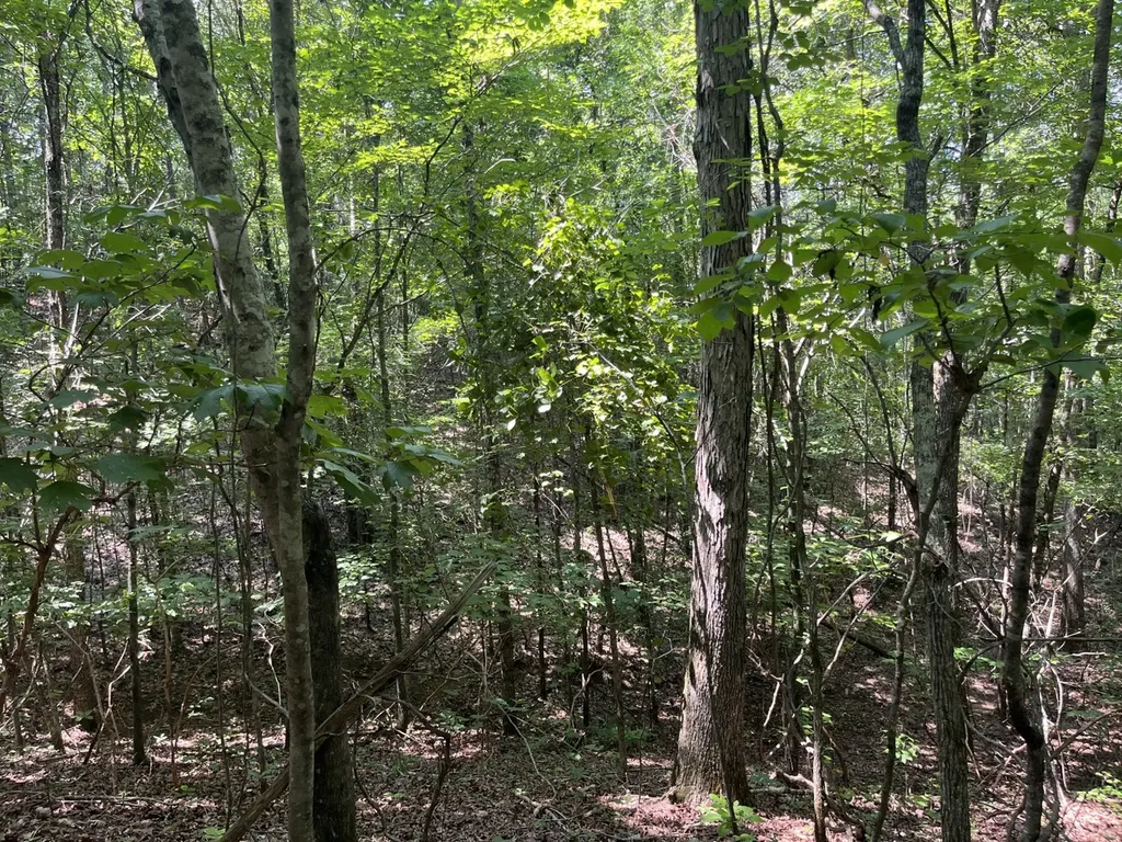 0 Mount Willing Road Guin AL 35563