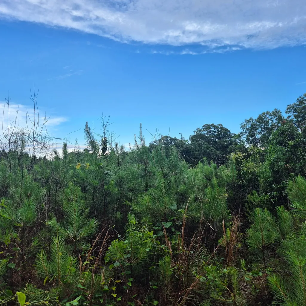 0 County Road 35 Evergreen AL 36401