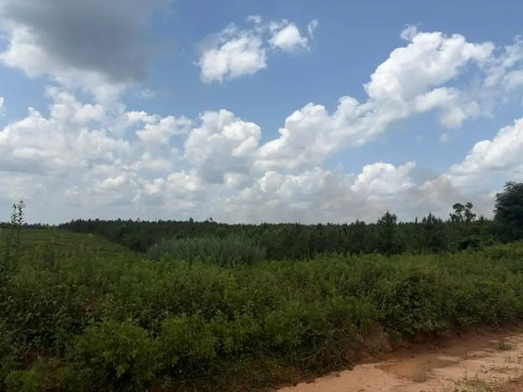 0 Pond Creek Road Luverne AL 36049