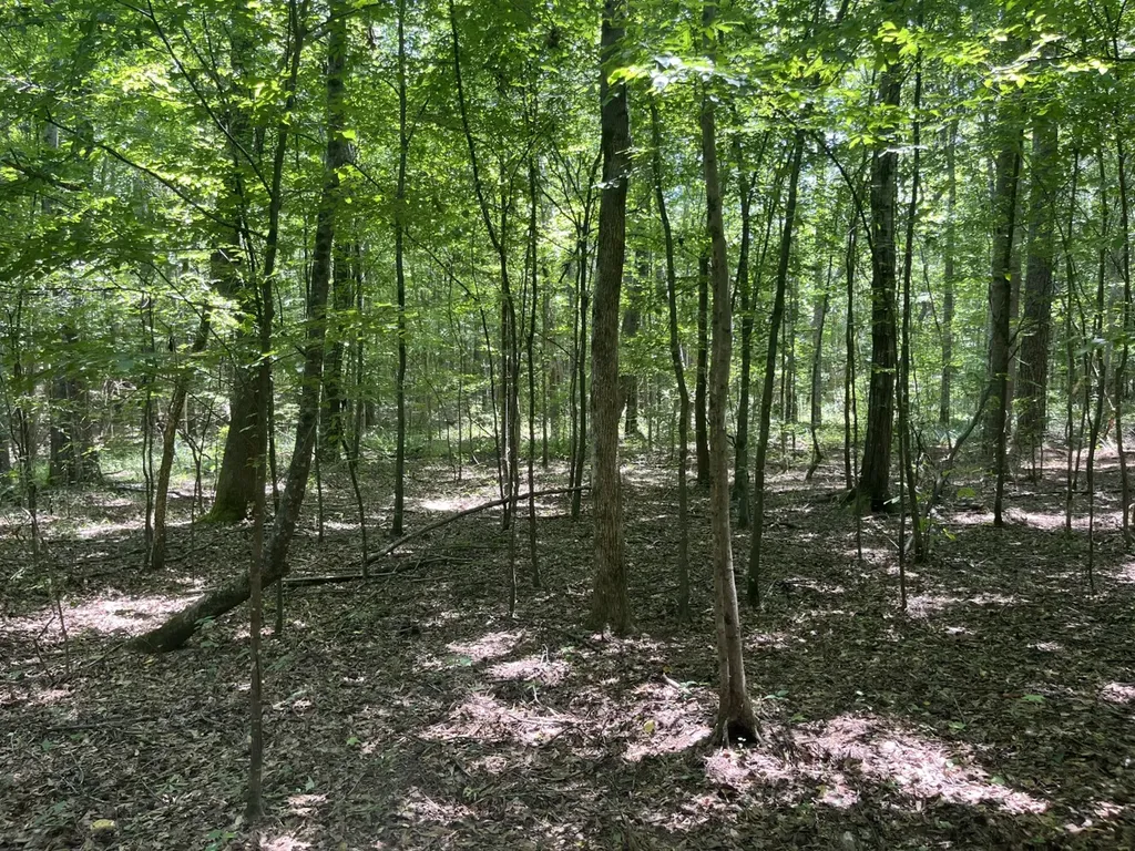0 Bobo Loop Road Bobo AL 35594