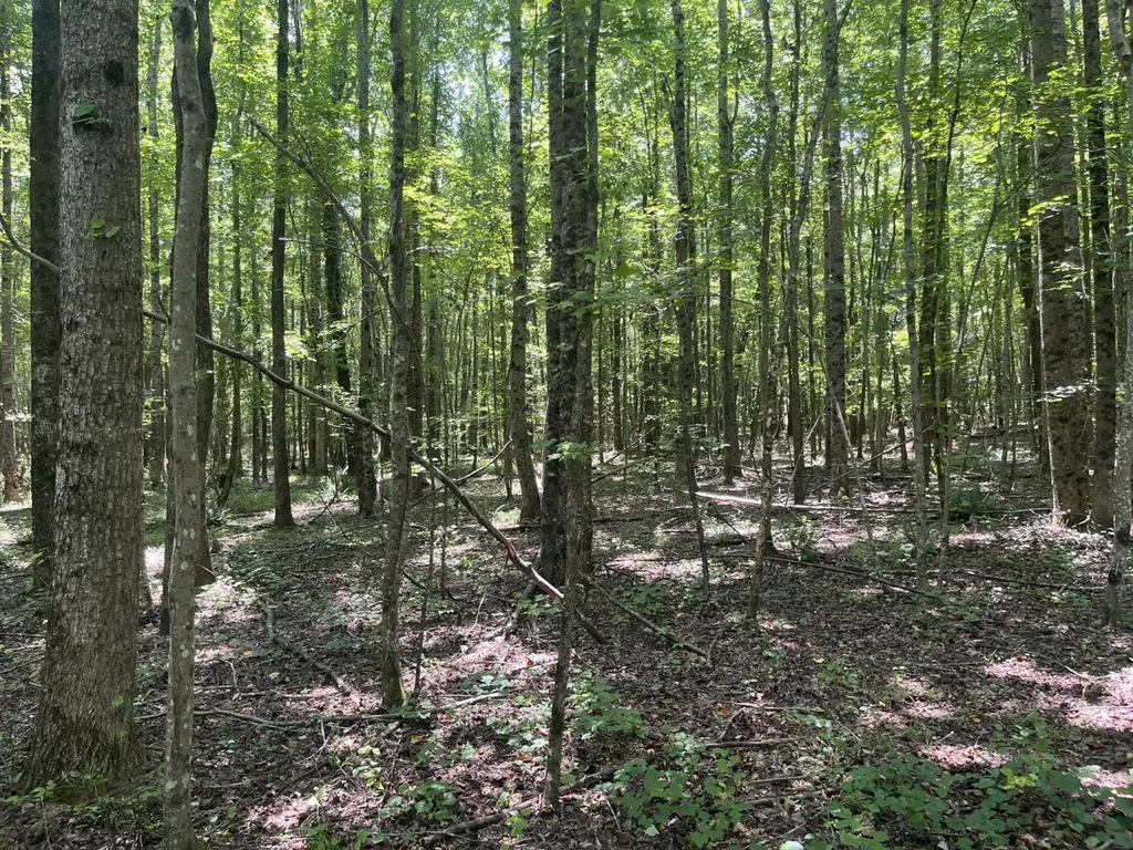 0 Bobo Loop Road Bobo AL 35594