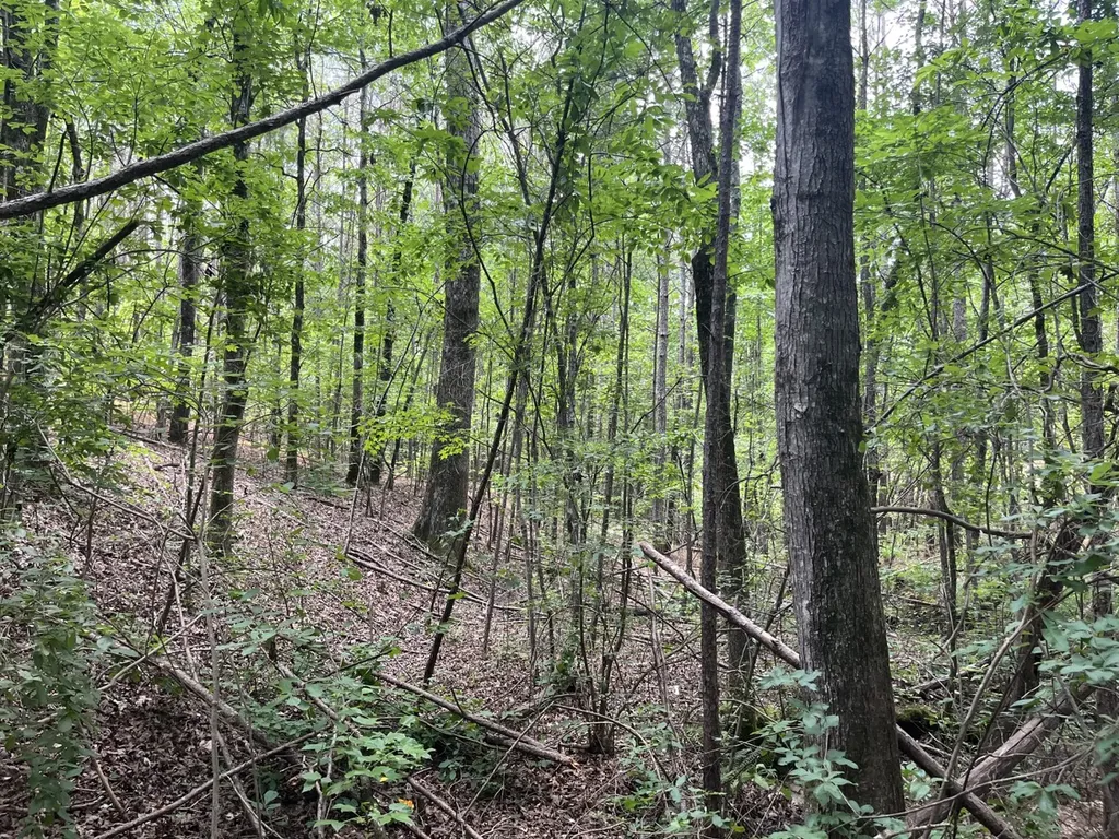 0 Highway 13 Eldridge AL 35554