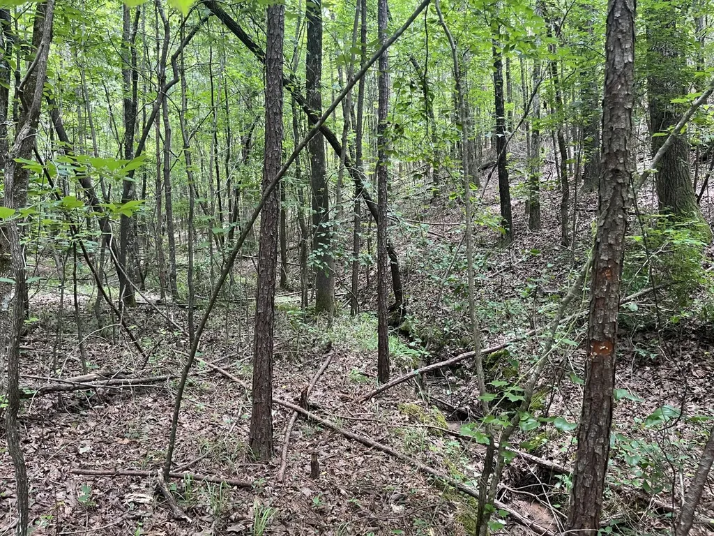 0 Highway 13 Eldridge AL 35554