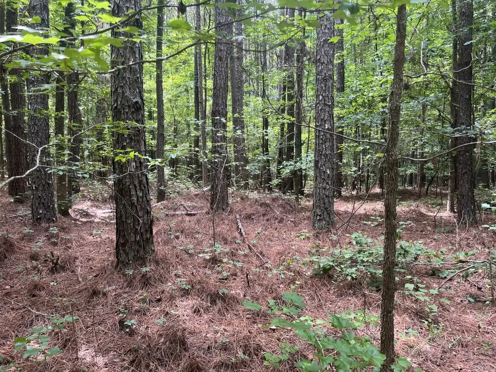0 Sandcut Road Nauvoo AL 35578