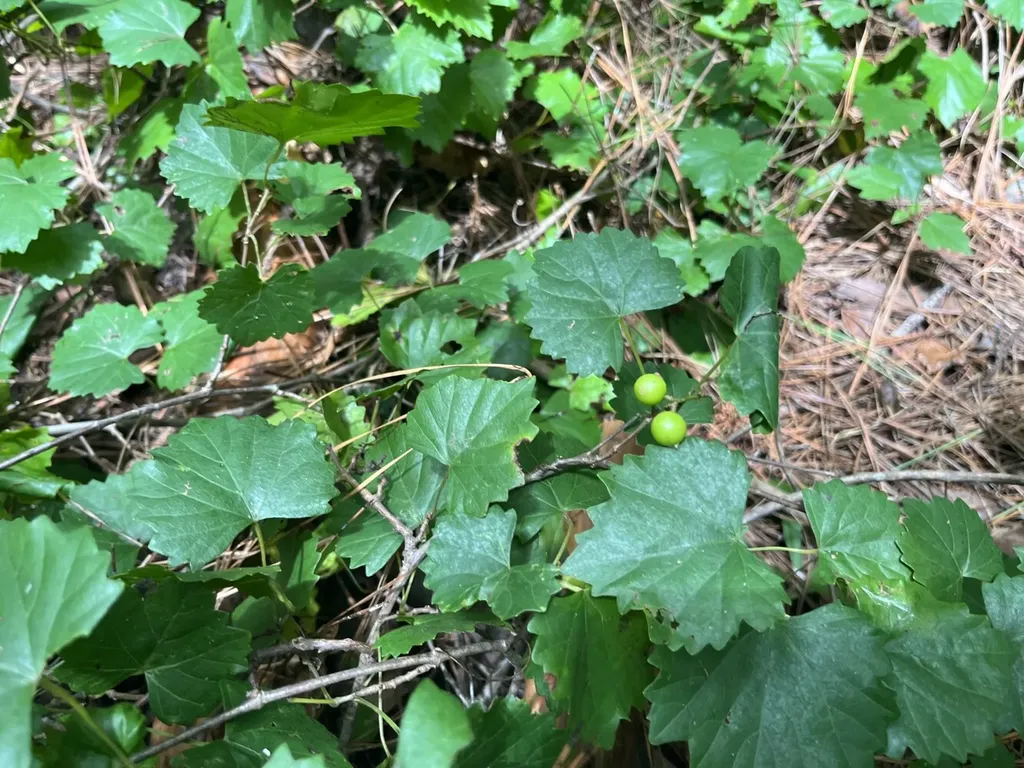 0 Sandcut Road Nauvoo AL 35578