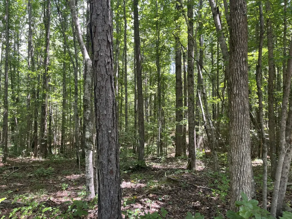 0 Sandcut Road Nauvoo AL 35578