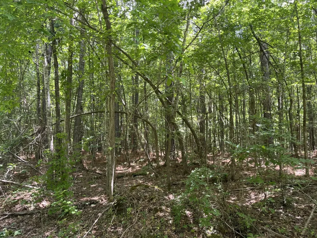 0 Sandcut Road Nauvoo AL 35578