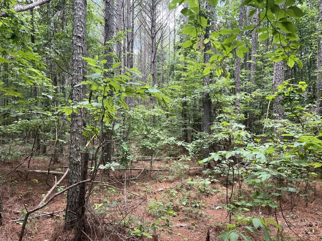 0 Sandcut Road Nauvoo AL 35578
