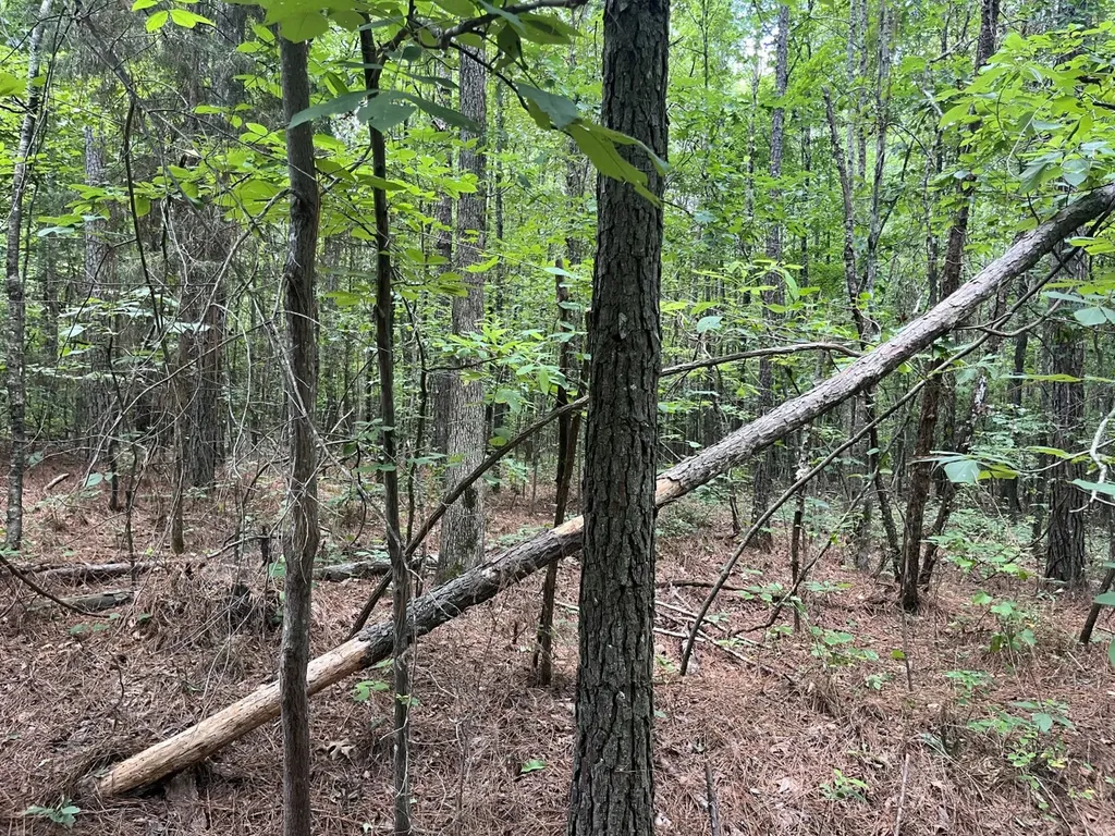 0 Sandcut Road Nauvoo AL 35578