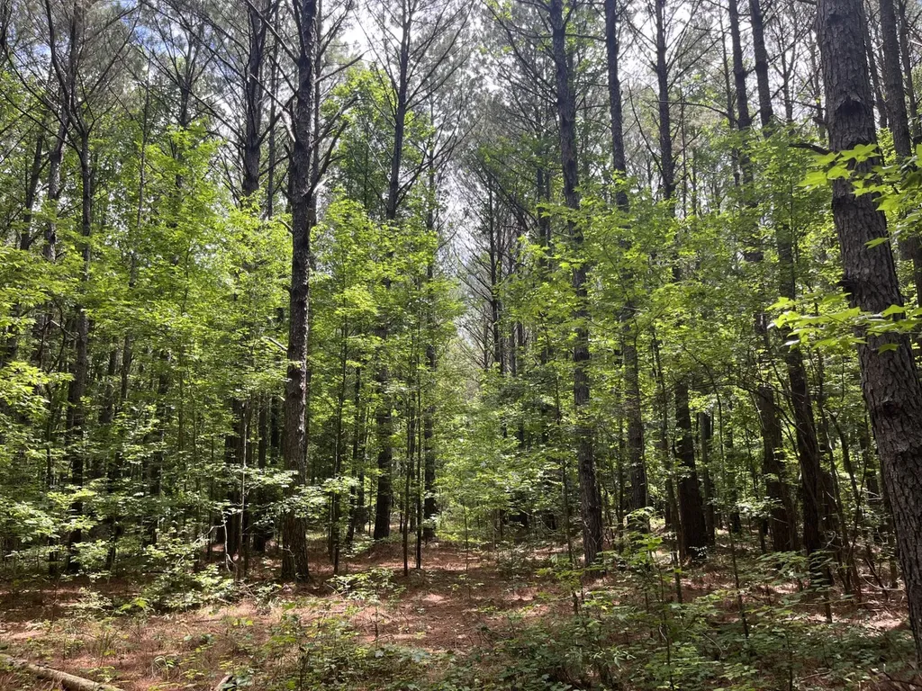 0 Sandcut Road Nauvoo AL 35578
