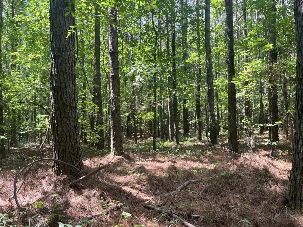 0 Sandcut Road Nauvoo AL 35578