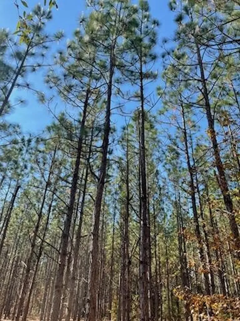 0 Mills Austin Road Tract Daleville AL 36322