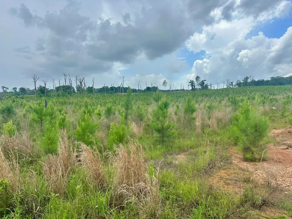 0 County Road 75 Clopton AL 36317