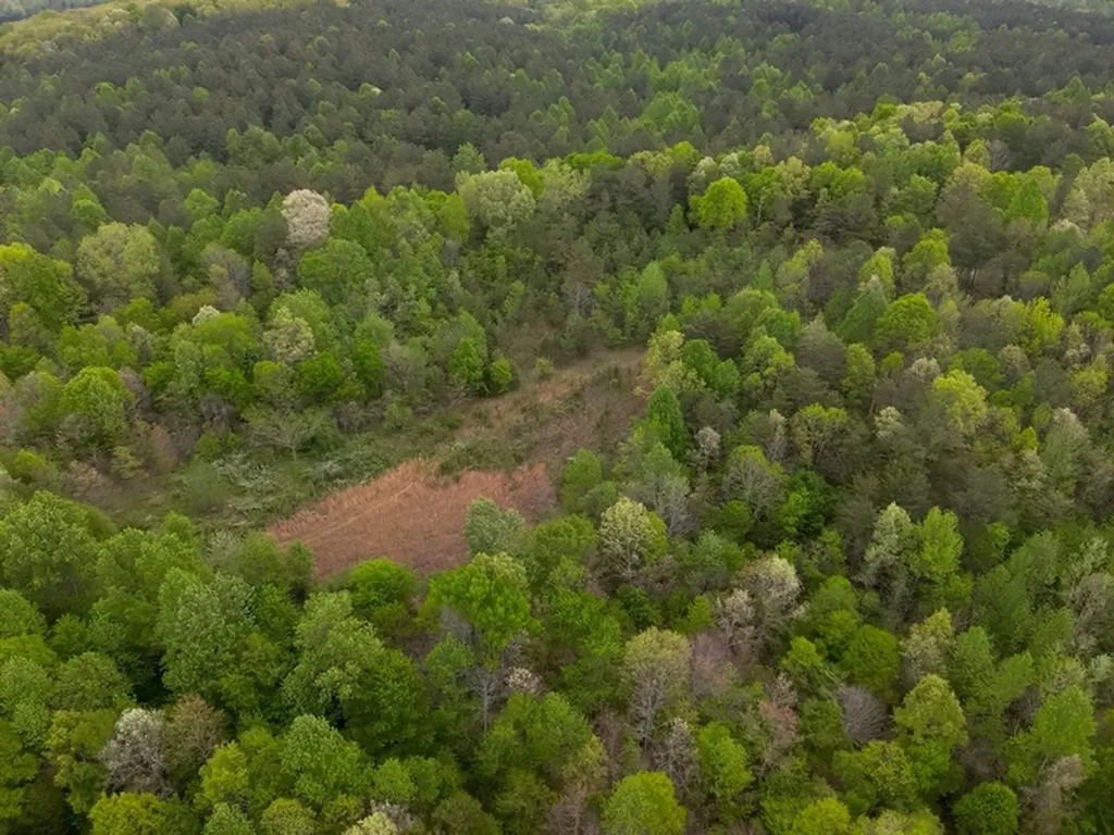 County Road 298 Florence AL 35634