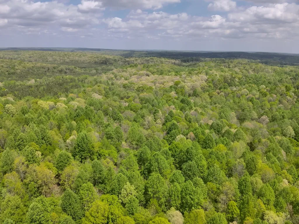 County Road 298 Florence AL 35634