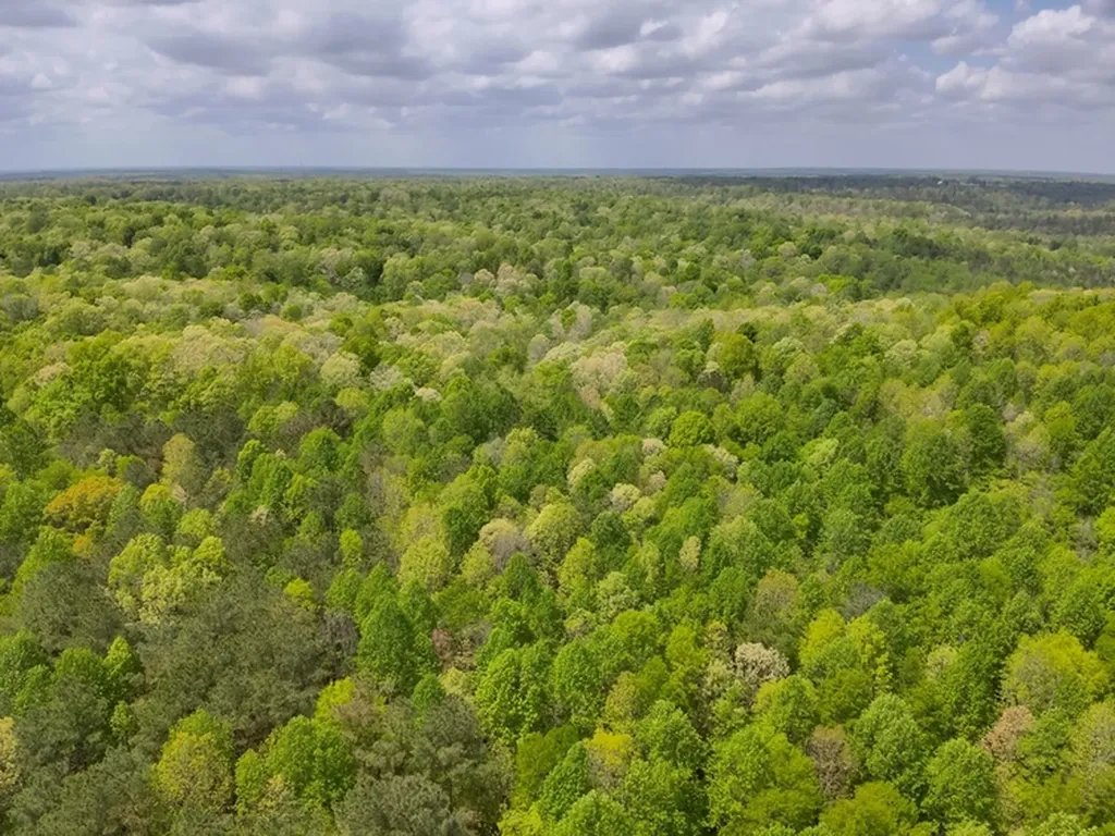 County Road 298 Florence AL 35634