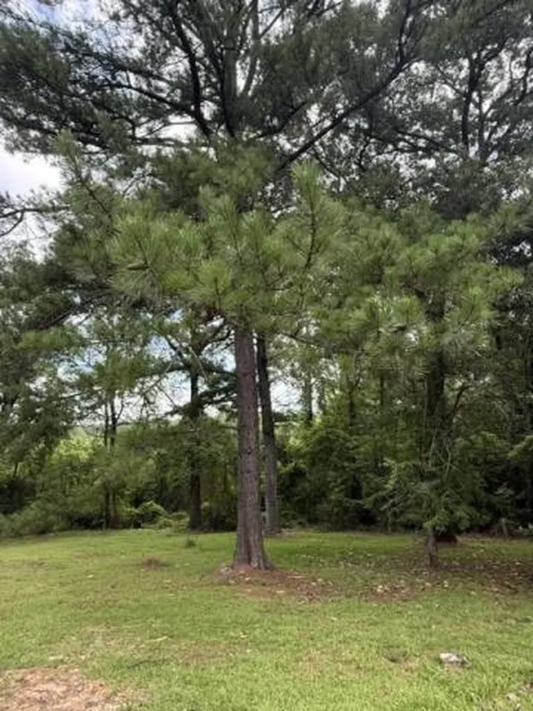 254 Antioch Road Grove Hill AL 36451