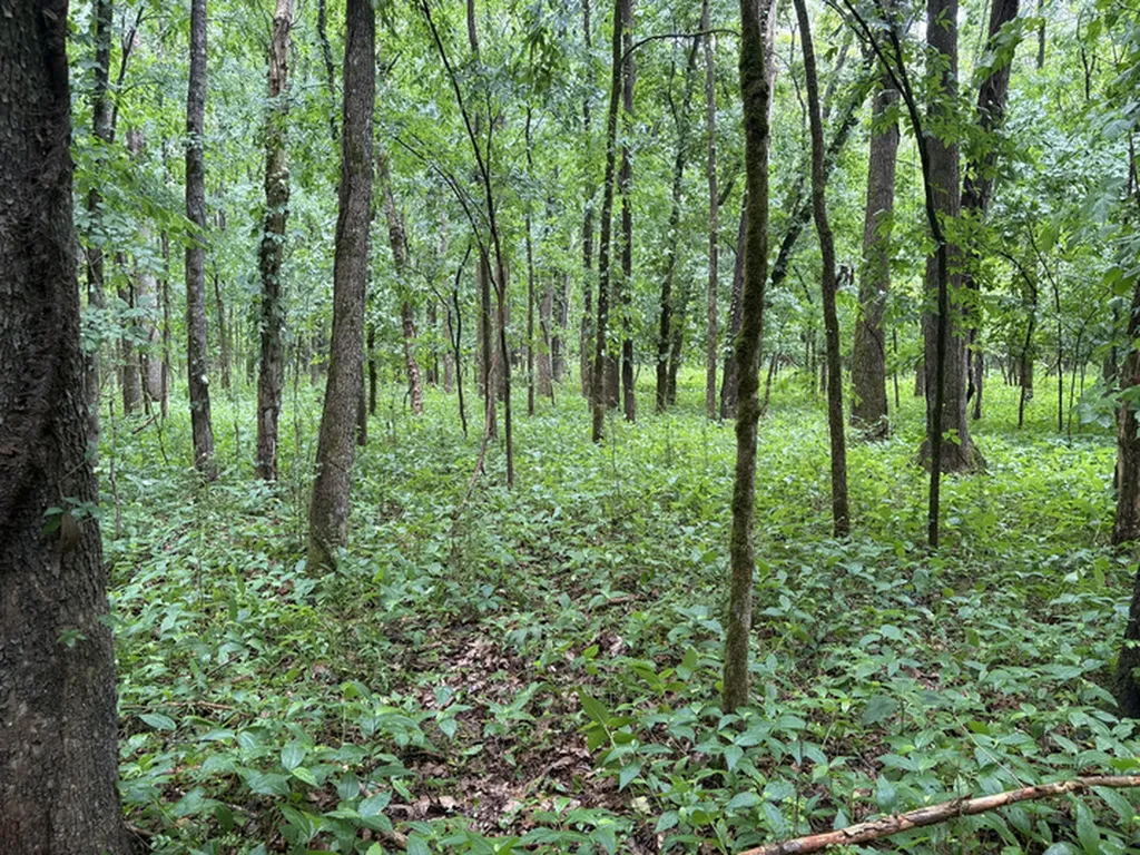 1189 Mulberry Road Hazel Green AL 35750