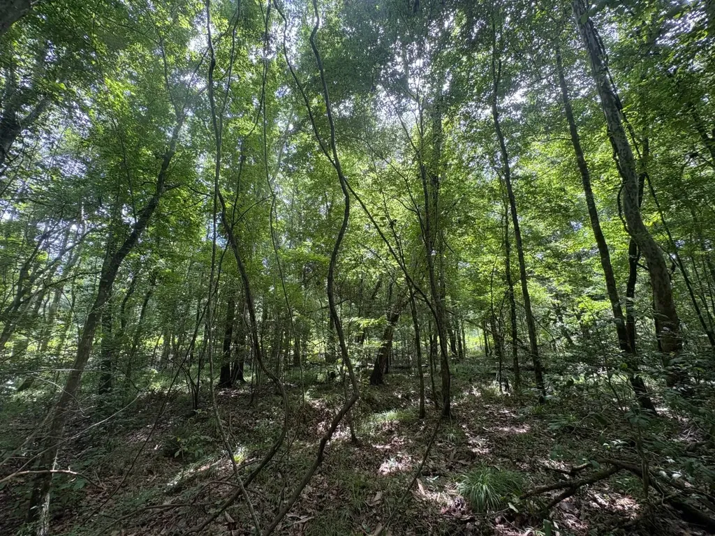 0 Gainestown Road Jackson AL 36545