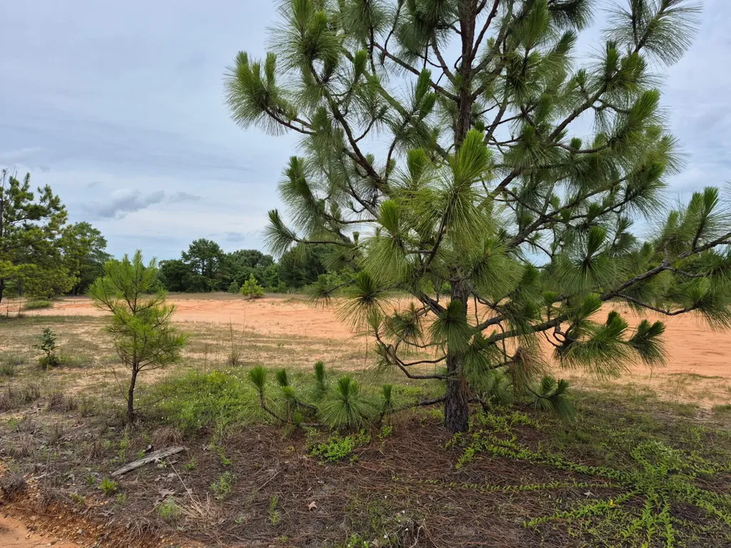 6993 County Road 334 Plantersville AL 36758