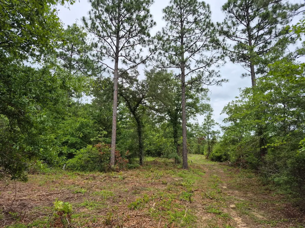 6993 County Road 334 Plantersville AL 36758