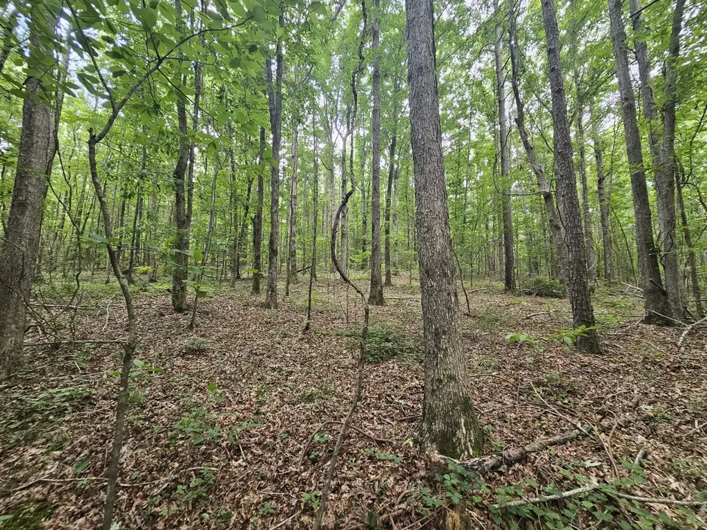 000Z Liberty Church Road Millport AL 35576