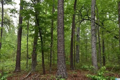 1915 Coosa County Road 19 Rockford AL 35136