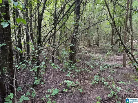 0.9 Acres Branch Cove Odenville AL 35120
