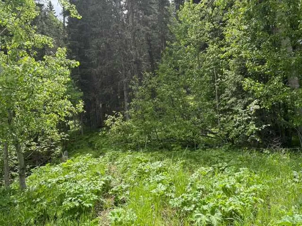 229 Mountain Lion Drive Bragg Creek AB T0L 0K0