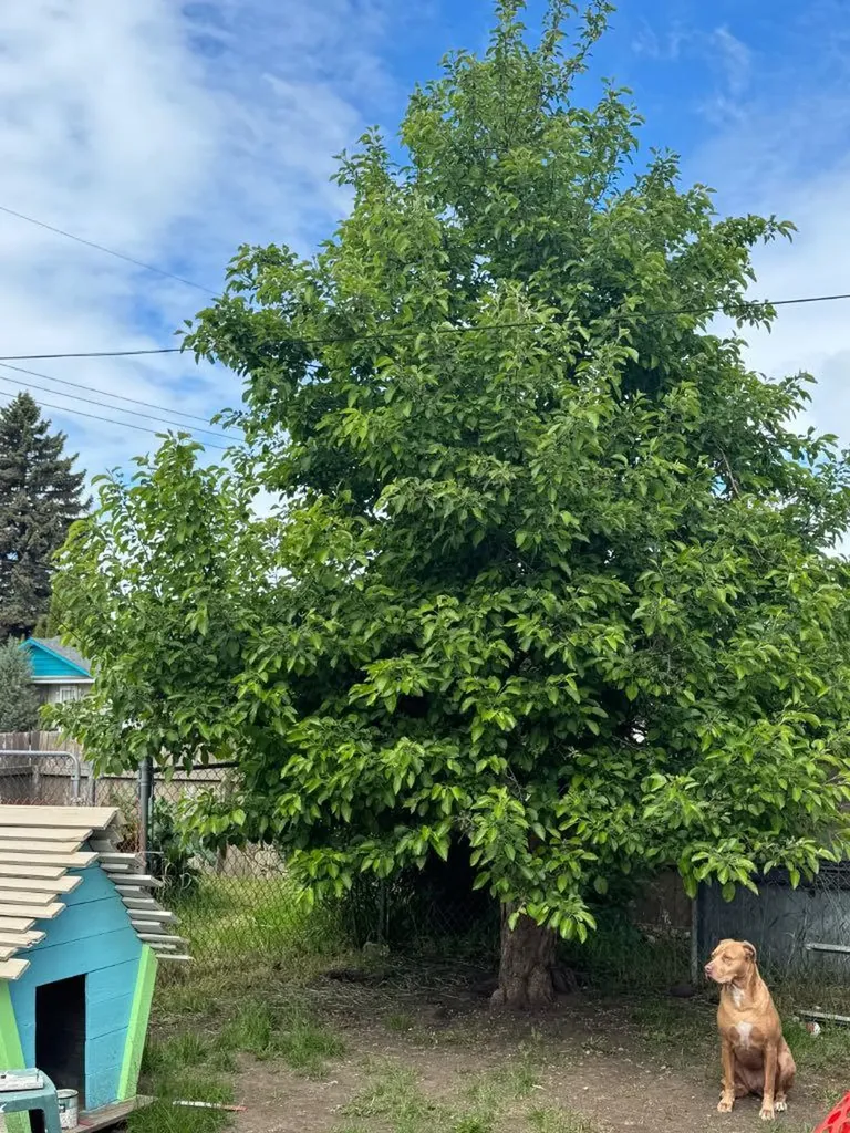 4203 106 Avenue Edmonton AB T6A 1E1