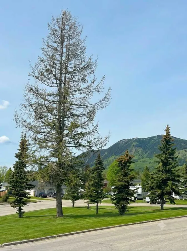 10629 104 Avenue Grande Cache AB T0E 0Y0