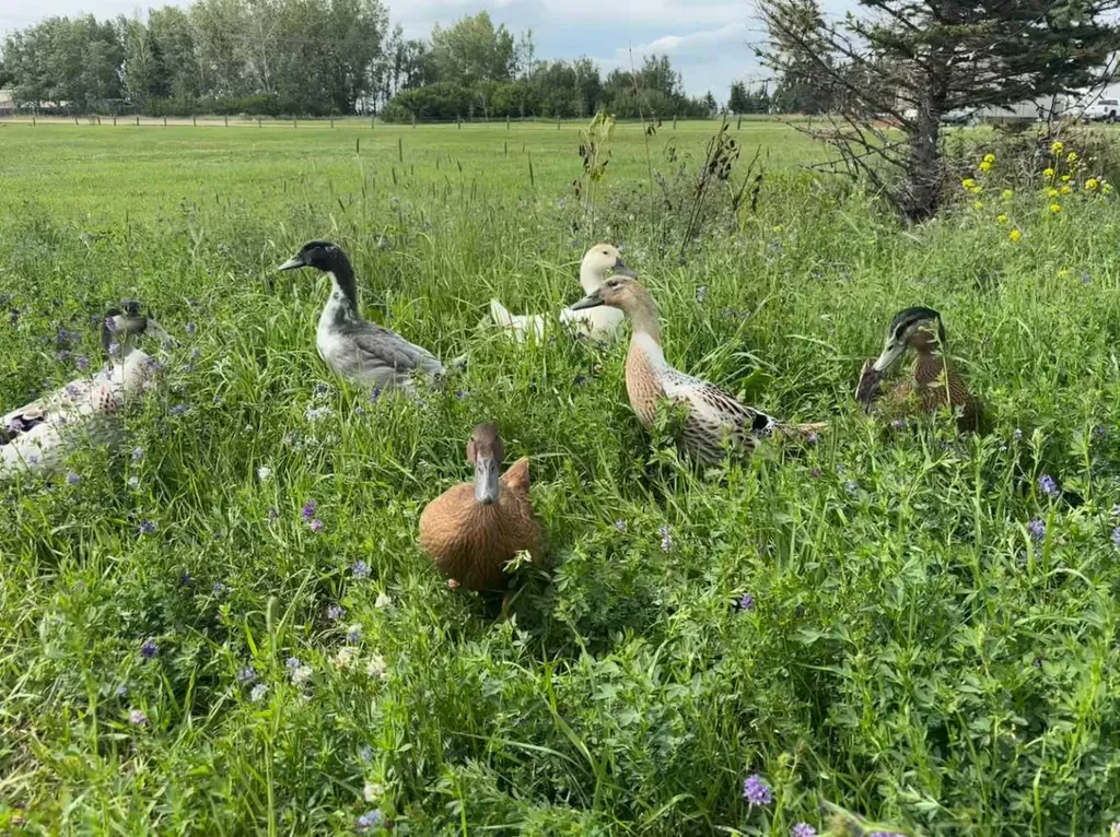 31035 Range Road 281 Rural Mountain View County AB T0M 0W0