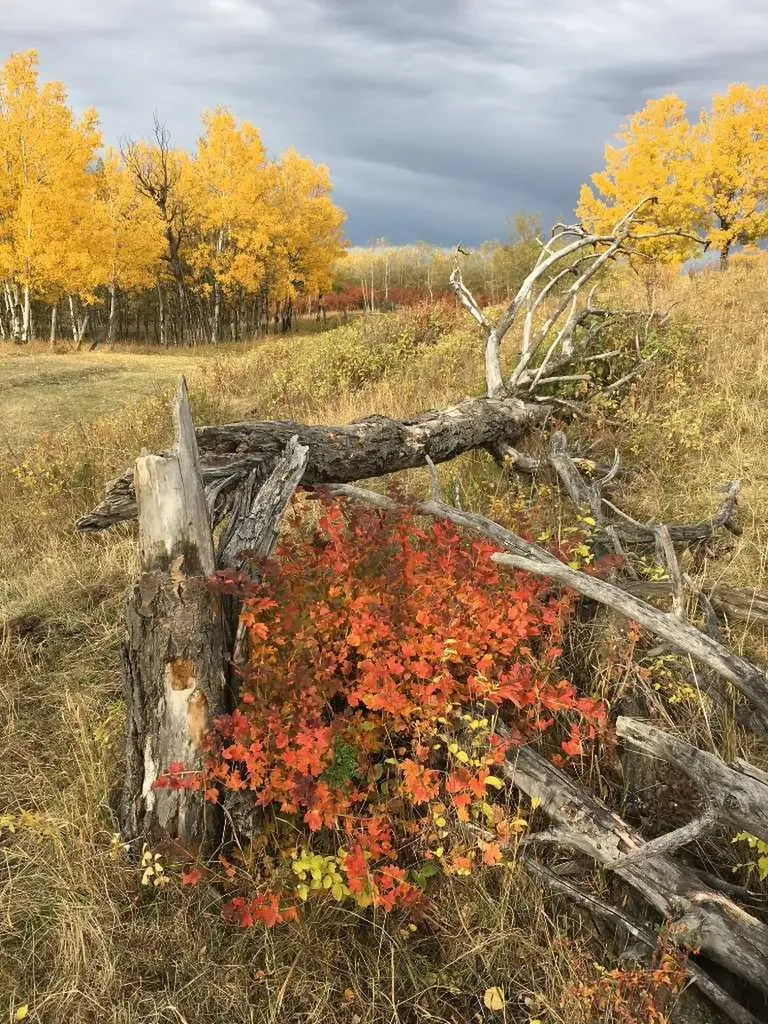96 Street W Rural Foothills County AB T1S 3K4