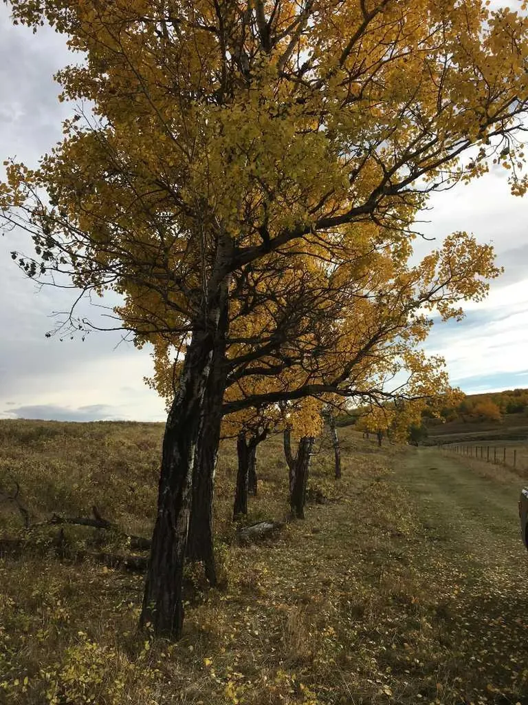 96 Street W Rural Foothills County AB T1S 0V1