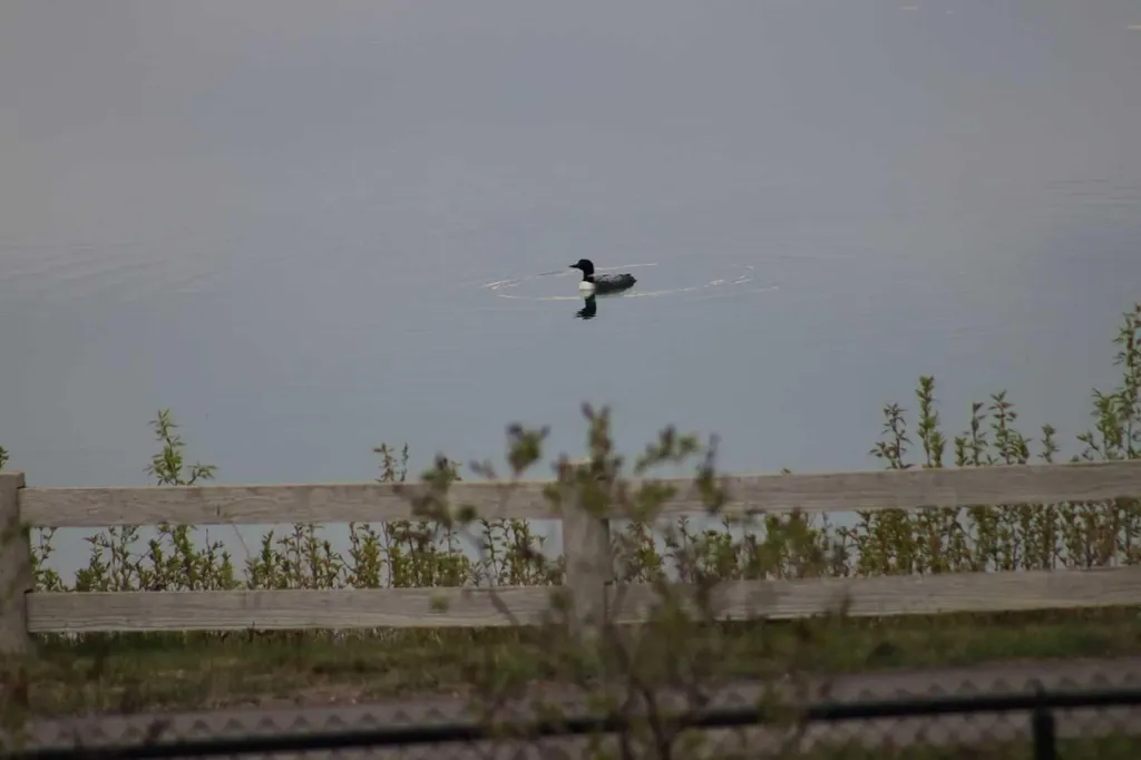 31 Montenaro Bay Cochrane Lake AB T4C 0A5