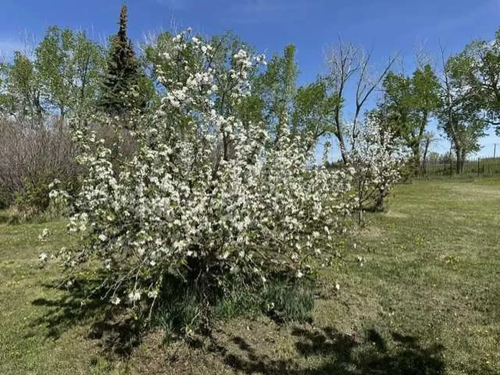 32276 Highway 2 A Rural Mountain View County AB T4H 1T8