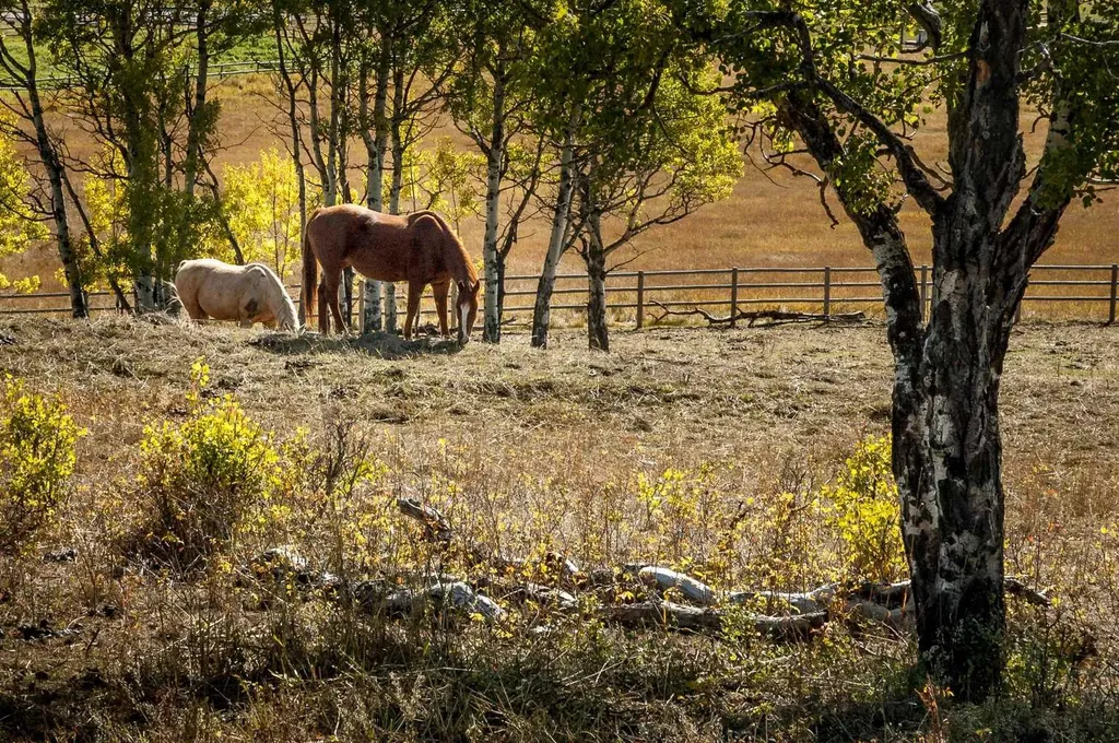 1 Moose Hollow Rural Foothills County AB T0L1K0