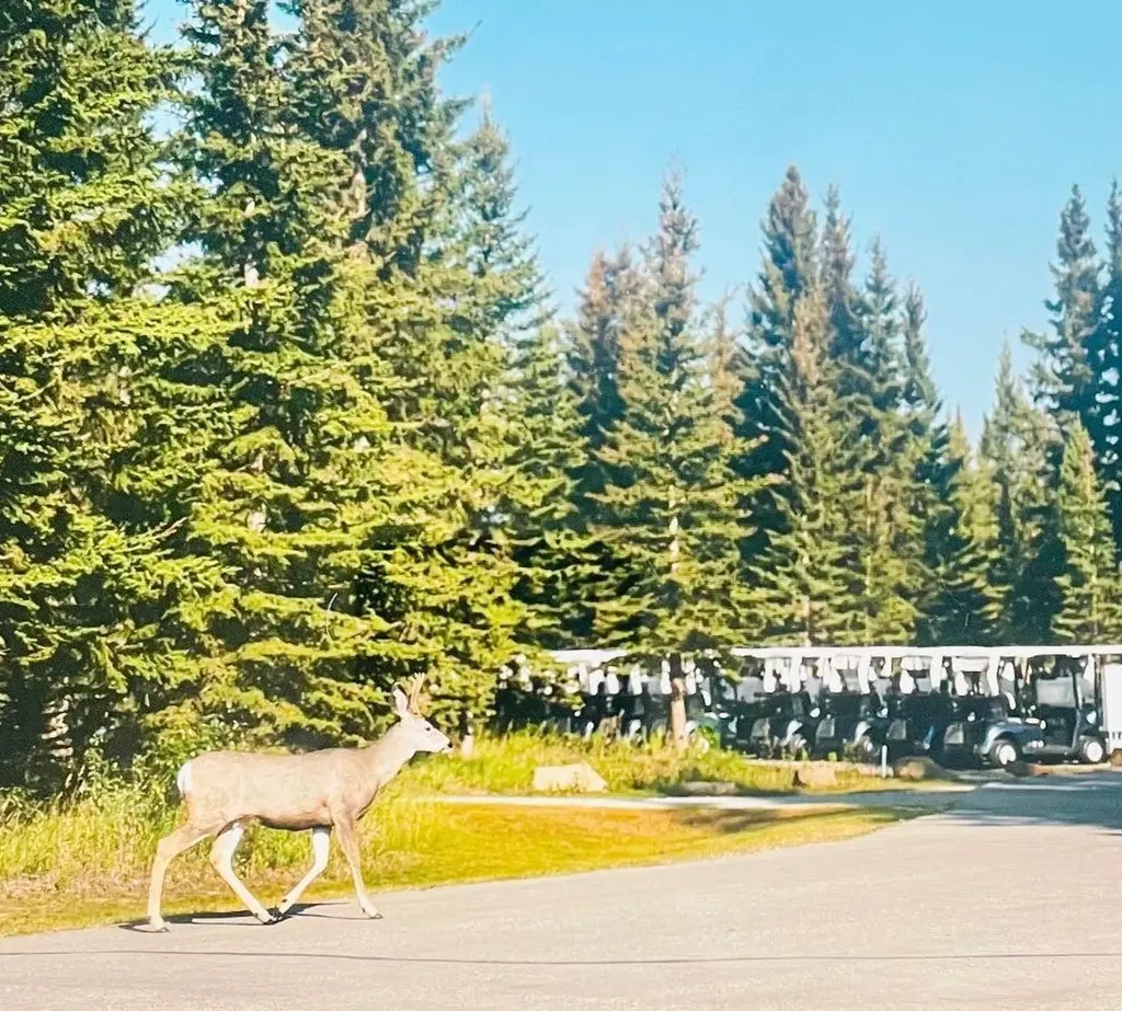 32351 Range Road 55 Rural Mountain View County AB T0M 1X0