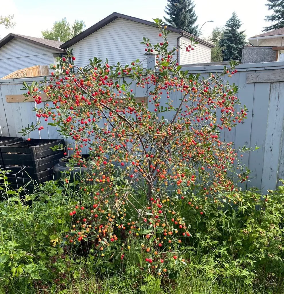 1019 Lysander Drive SE Calgary AB T2C 1R8