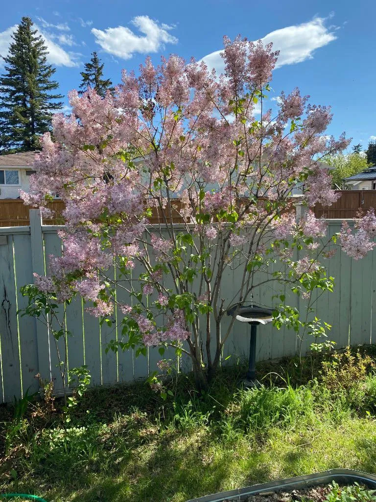 1019 Lysander Drive SE Calgary AB T2C 1R8