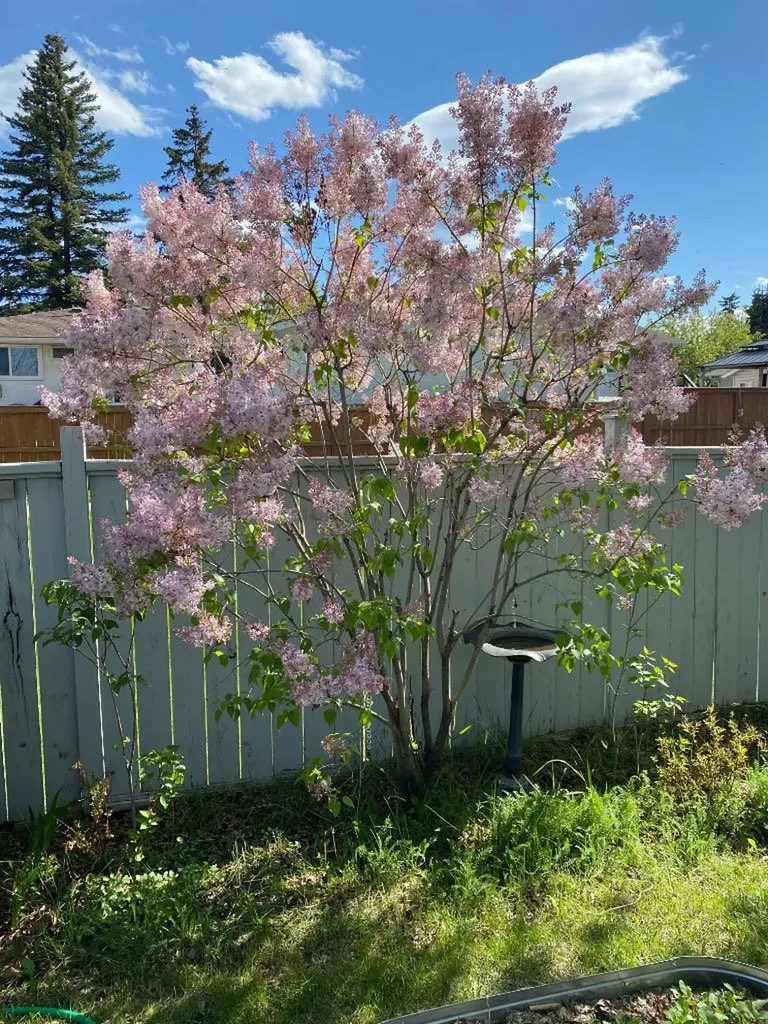 1019 Lysander Drive SE Calgary AB T2C 1R8