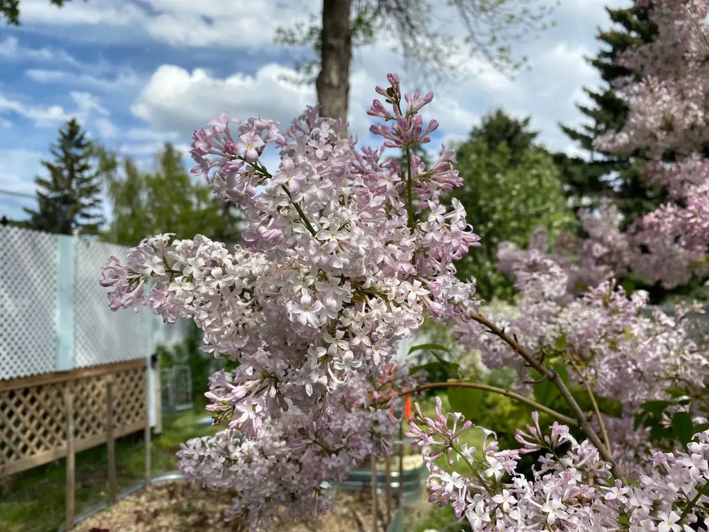 1019 Lysander Drive SE Calgary AB T2C 1R8