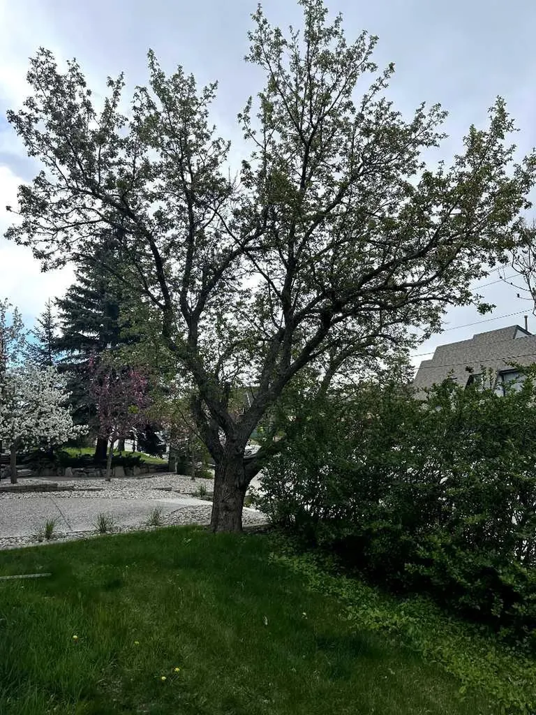 4538 Montgomery Avenue NW Calgary AB T3B 0K9
