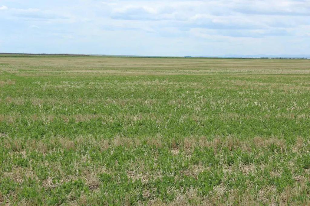 Rr 262 Rural Vulcan County AB T0L0L0