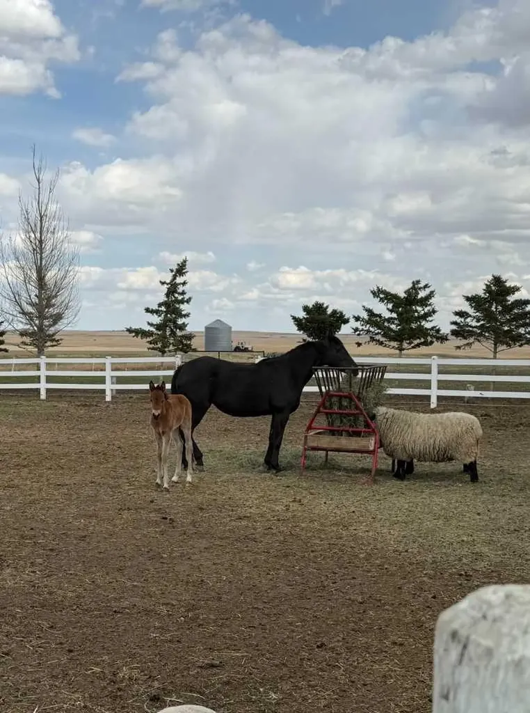 200075 Twp Road 302 Rural Starland County AB T0J 0Y0