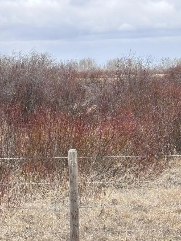 On Twp Road 322 Consort AB T0C1B0