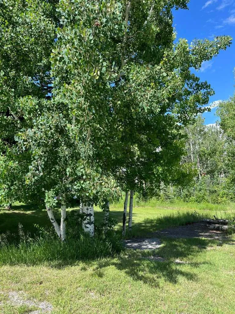 3622 85 Street SW Calgary AB T3H 3V7