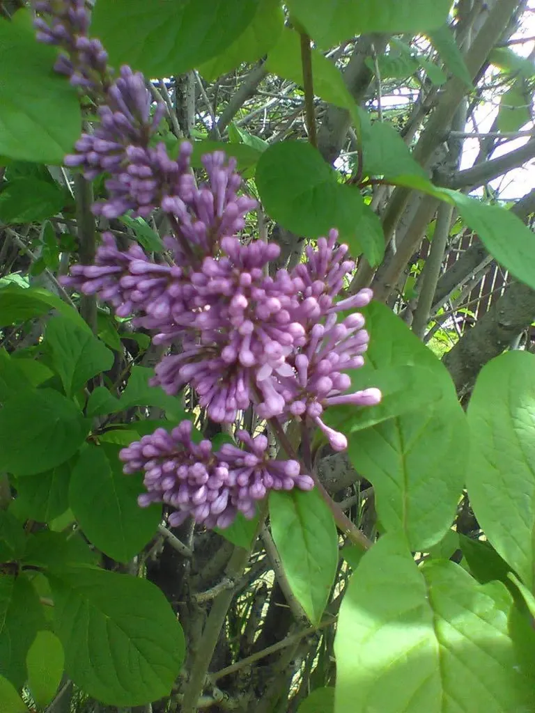 6808 Rundlehorn Drive NE Calgary AB T1Y 3V2